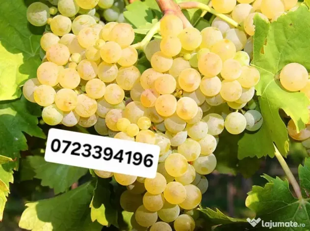 Vand struguri-desciorchinat inclus in pret-muscat ottonel,hamburg,muscat de adda