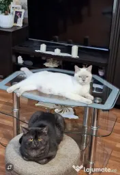 Pui de pisica british shorthair. 