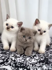 Pui de pisica british shorthair. 