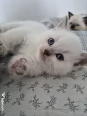 Pui de pisica british shorthair. 