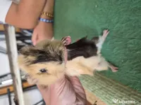 Porcusori de guinea 