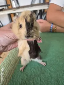 Porcusori de guinea