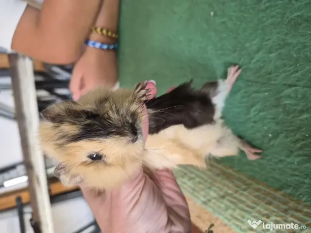 Porcusori de guinea