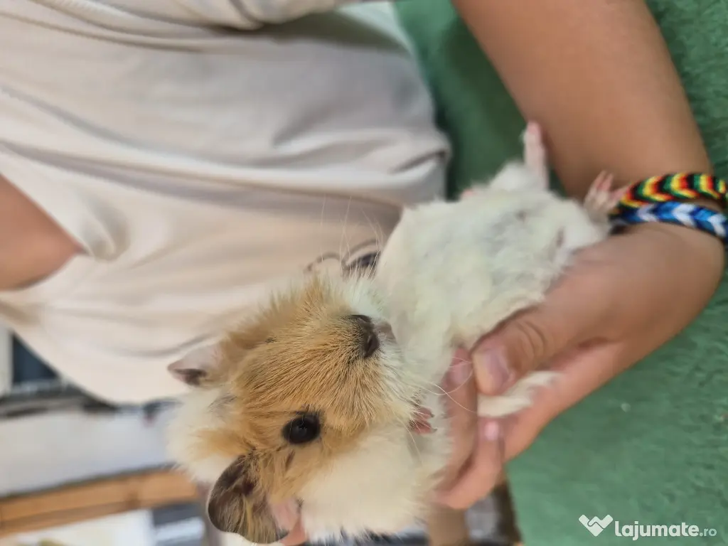 Porcusori de guinea