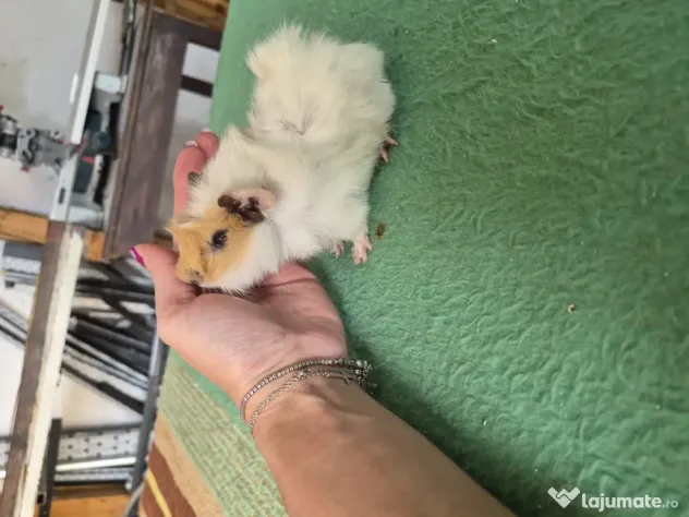 Porcusori de guinea