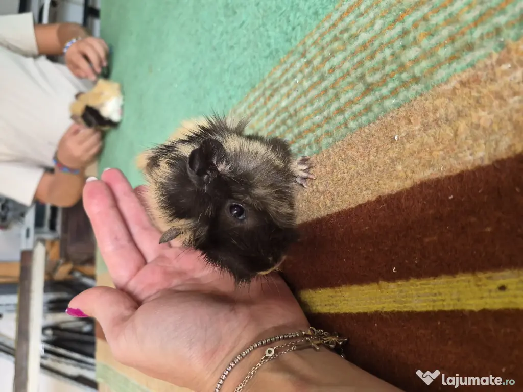 Porcusori de guinea