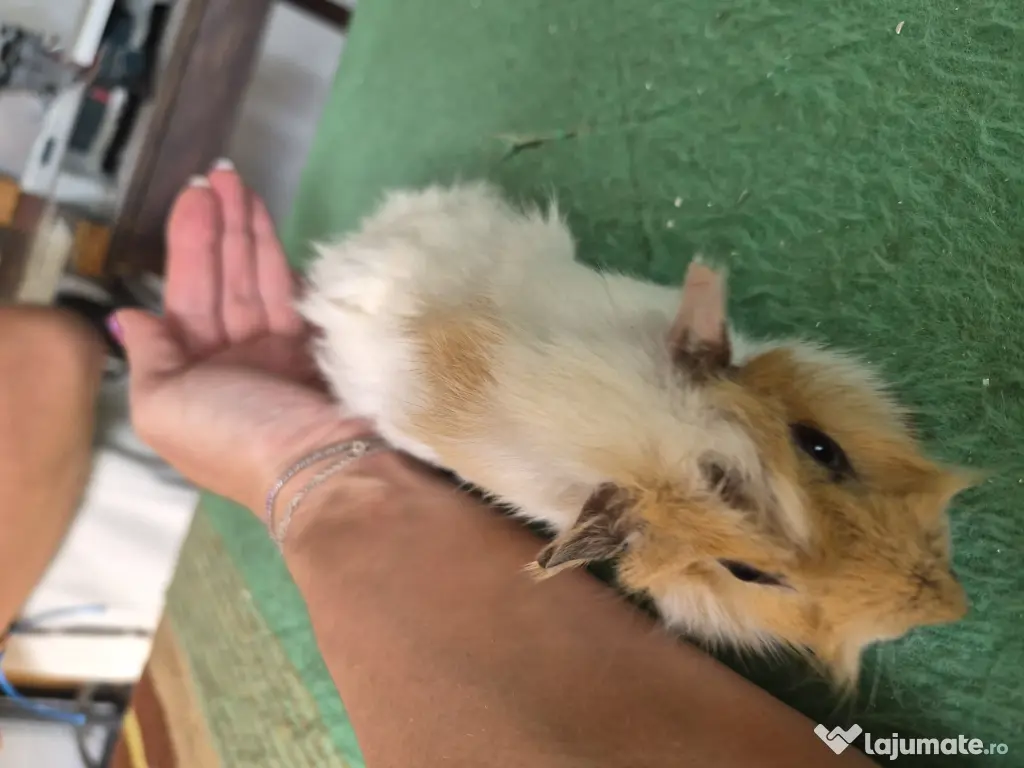 Porcusori de guinea