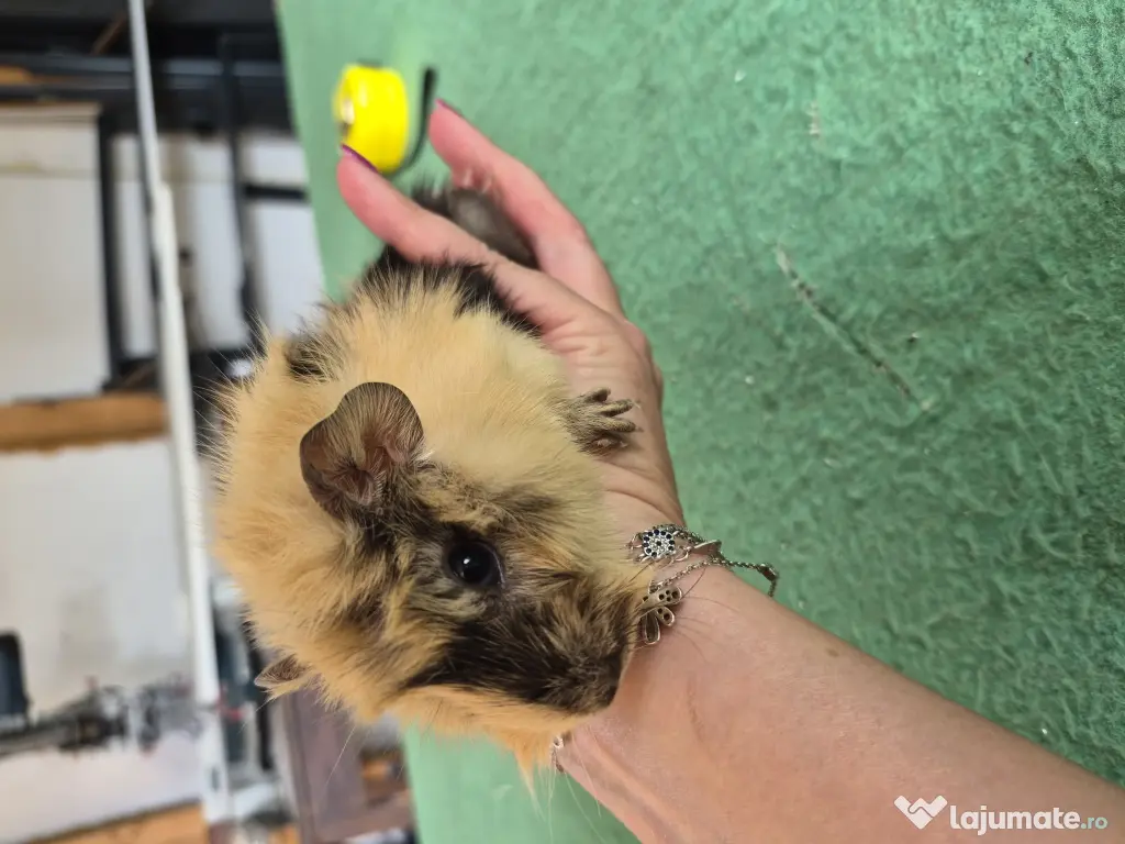 Porcusori de guinea