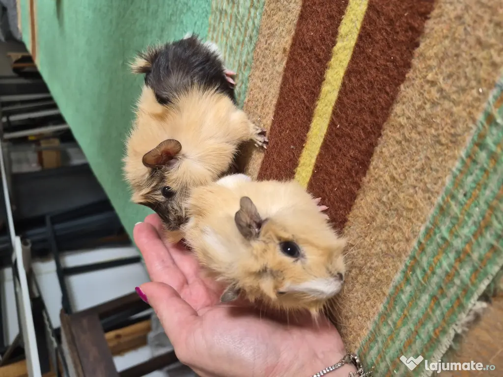 Porcusori de guinea