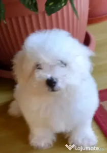 Pui Bichon Maltez