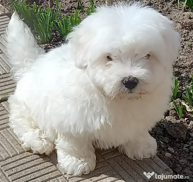 Pui Bichon Maltez