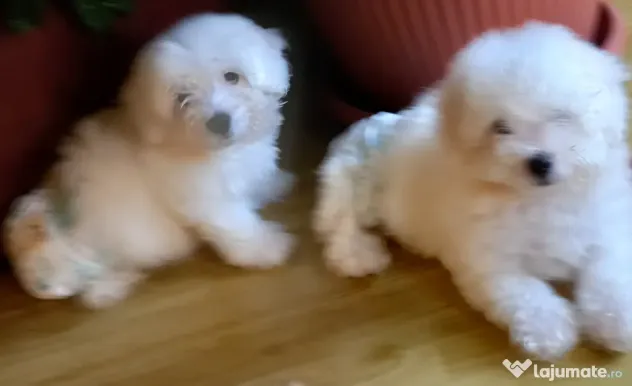 Pui Bichon Maltez