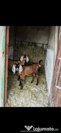Capre de rasa (ieduțe)