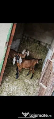 Capre de rasa (ieduțe)