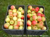 Mere pentru consum - fructe