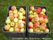 Mere pentru consum - fructe