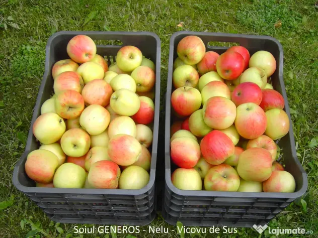Mere pentru consum - fructe