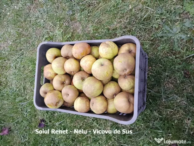 Mere pentru consum - fructe