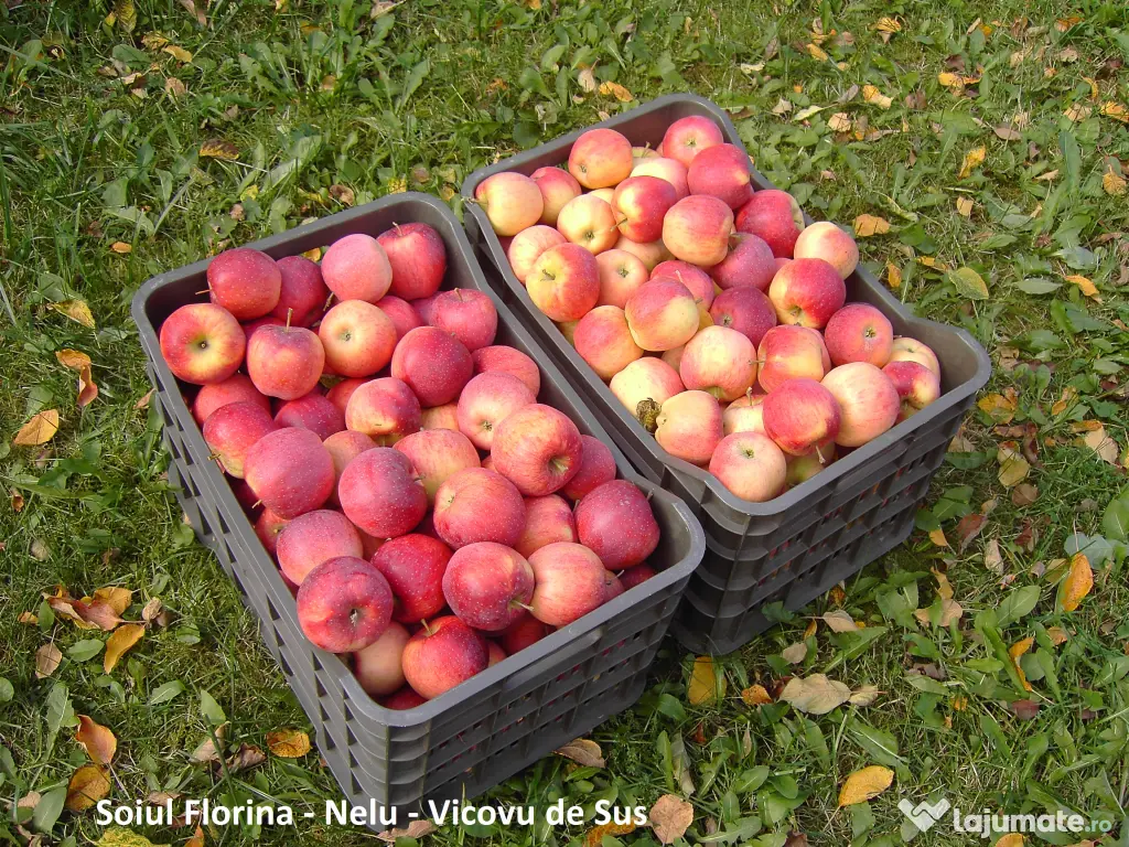 Mere pentru consum - fructe