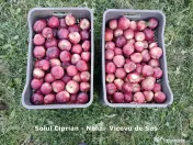 Mere pentru consum - fructe