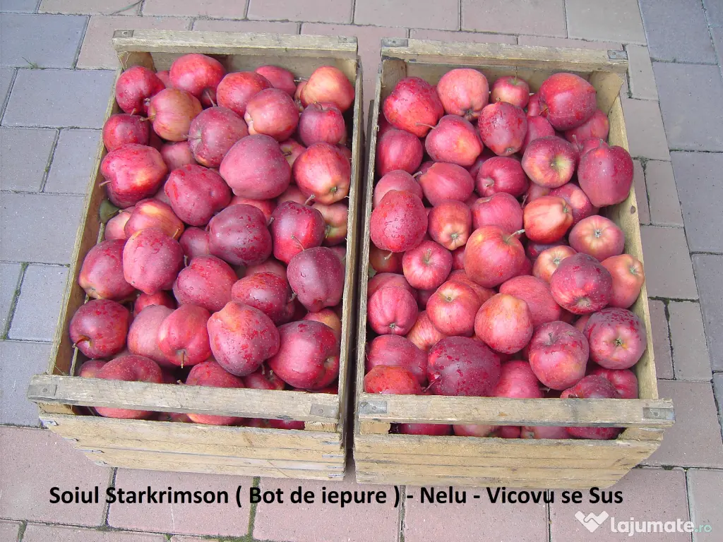 Mere pentru consum - fructe