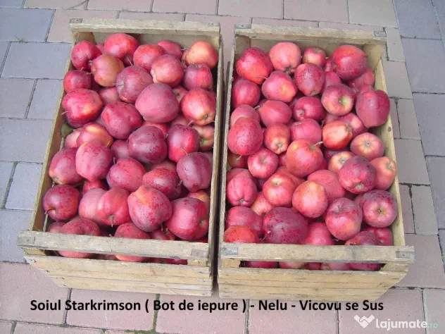 Mere pentru consum - fructe