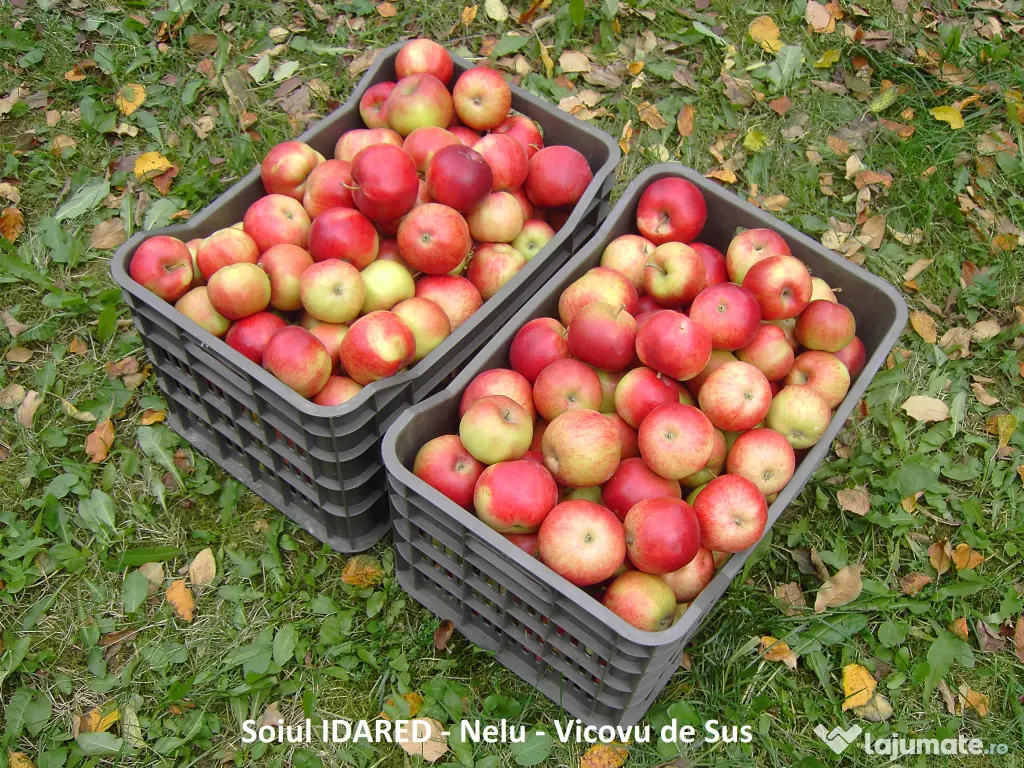 Mere pentru consum - fructe