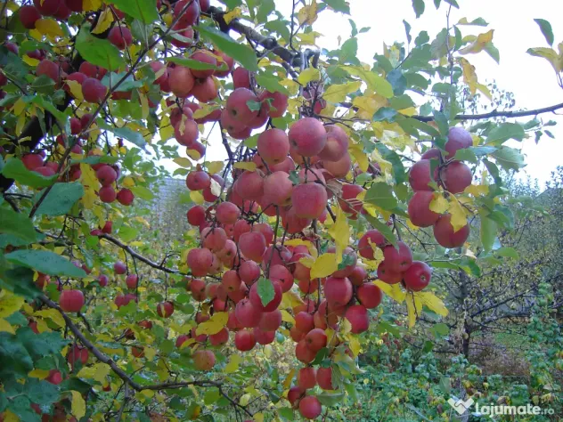 Mere pentru consum - fructe