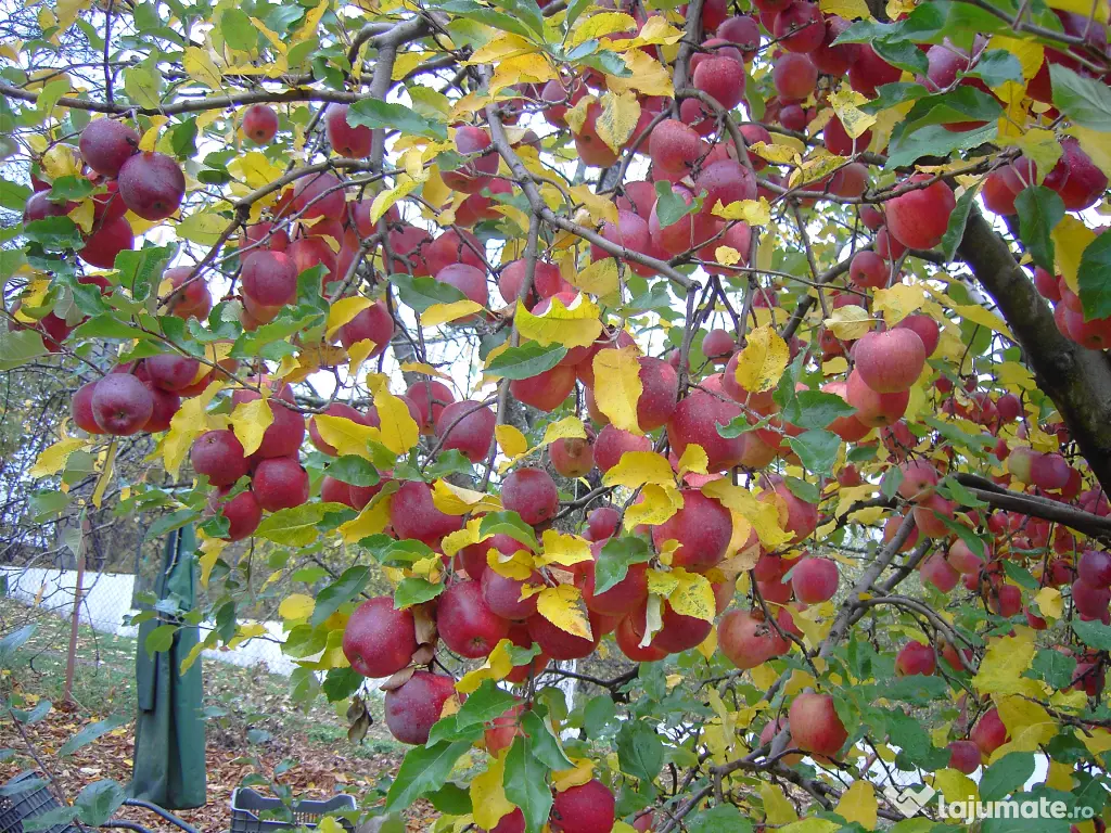 Mere pentru consum - fructe