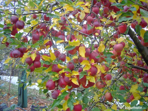Mere pentru consum - fructe