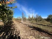De vanzare livada mixta de 1,6 ha - deosebita și bine îngrijită 