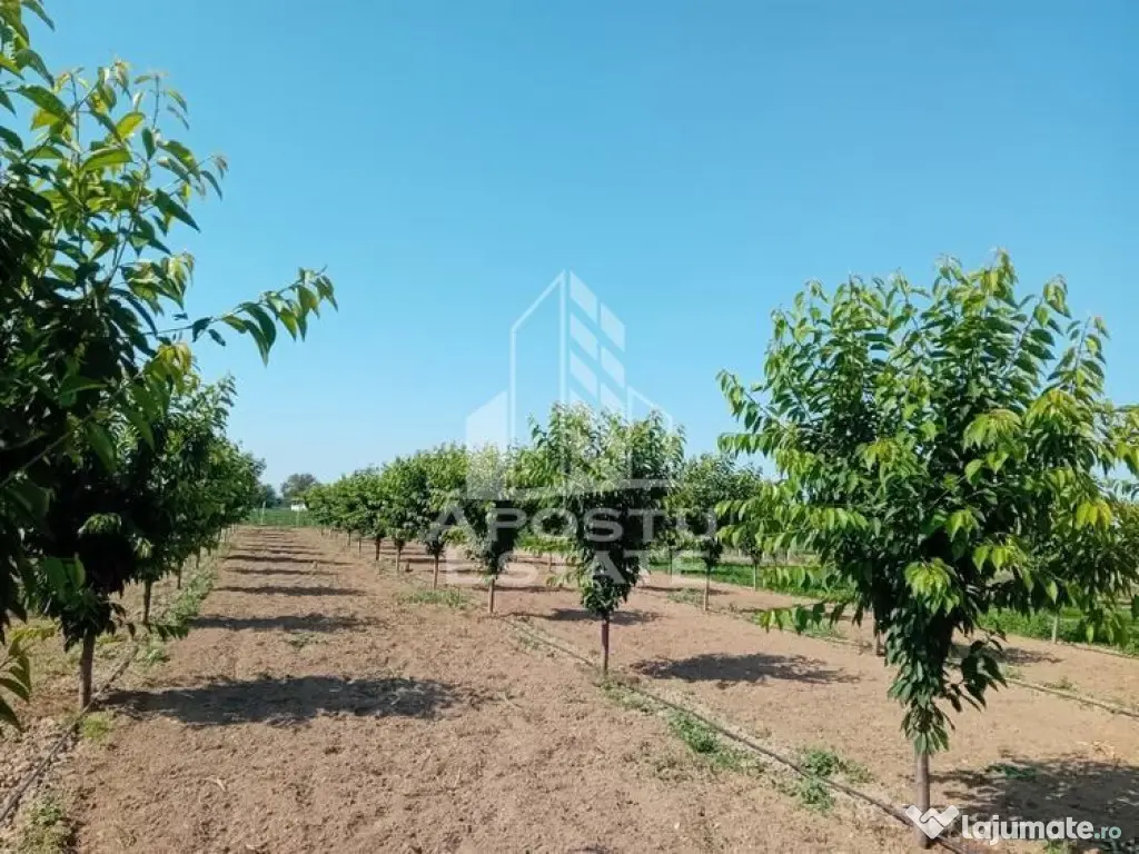 De vanzare livada mixta de 1,6 ha - deosebita și bine îngrijită - Belint (Timis)