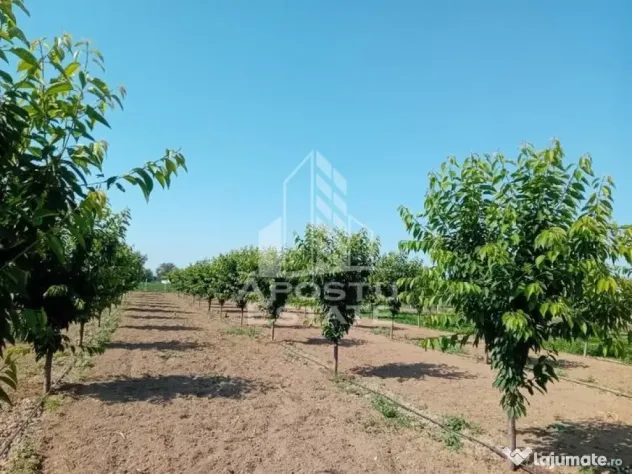 De vanzare livada mixta de 1,6 ha - deosebita și bine îngrijită - Belint (Timis)