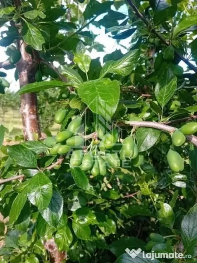 De vanzare livada mixta de 1,6 ha - deosebita și bine îngrijită - Belint (Timis)