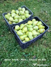 Pere - fructe - de vânzare