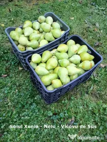 Pere - fructe - de vânzare