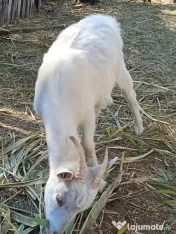 Vând 2 ieduțe și un țap 