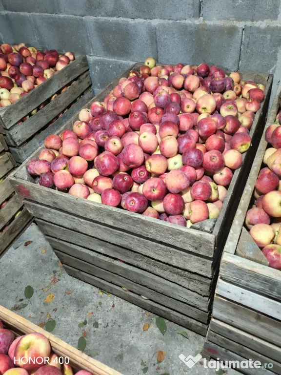 Vand mere en-gros calitate superioara