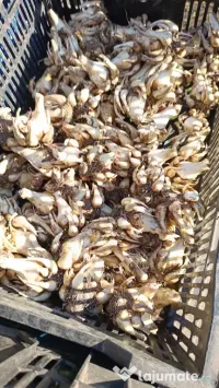 Bulbi de tuberoze 