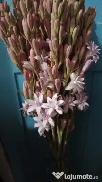 Bulbi de tuberoze