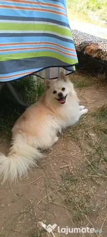 Câine Pomeranian talie medie baiat