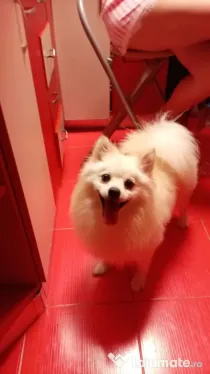 Câine Pomeranian talie medie baiat