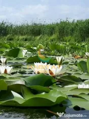 Teren intravilan Str Primaveri deschidere la lac Berceni 