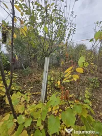 Teren intravilan, 600 mp, zona Bucov