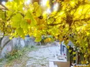 Vila cu etaj, curte proprie si livada, parcare interioara, B 
