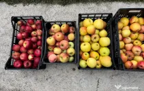 Mere de Diferite Soiuri, din Livadă, pentru Consum