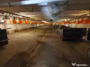 Inchirez ferma pentru pasari zona Gradiste - ID : RH-37819 
