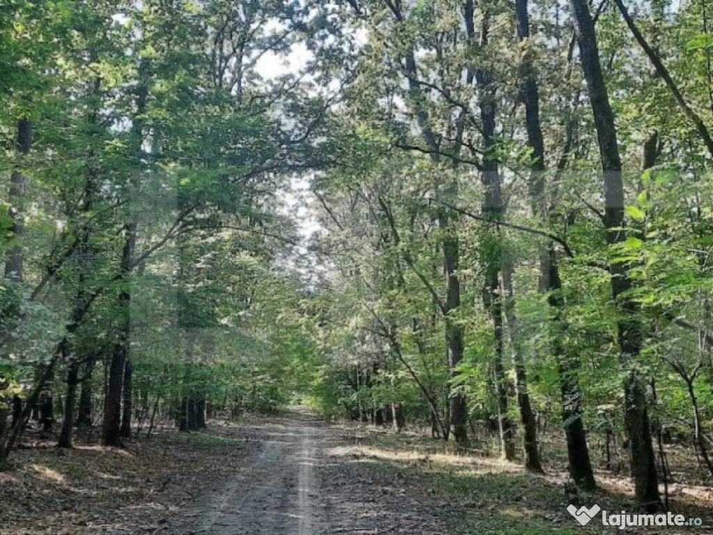 Casa/Vila de vanzare / posibil Pensiune ,cu view și pădur