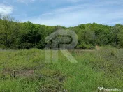 Teren Intrav. in Tiparesti, Cocorasti Mislii, langa padure 