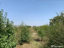 Teren Agigea zona Roro Pescarie